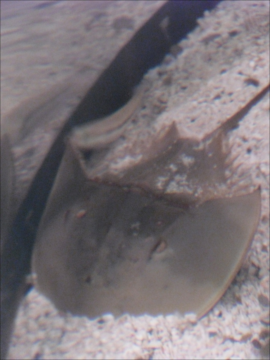 Newport, OR- Oregon Coast Aquarium-horseshoe crab